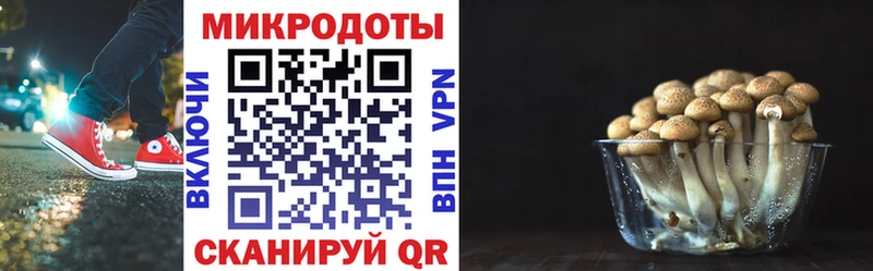 Псилоцибиновые грибы Psilocybine cubensis  Кемерово 